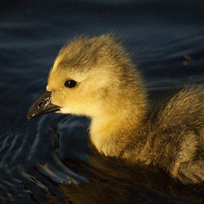 Baby Goose