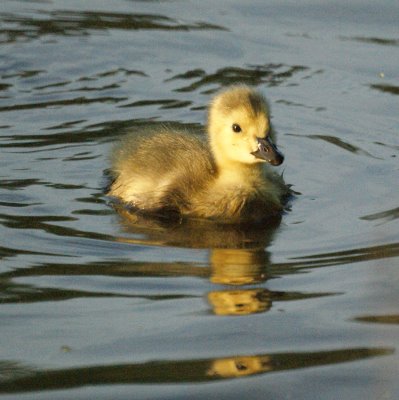 Gosling