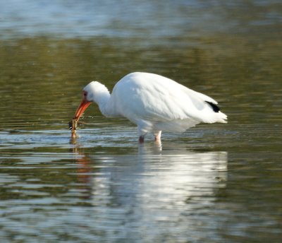 Ibis