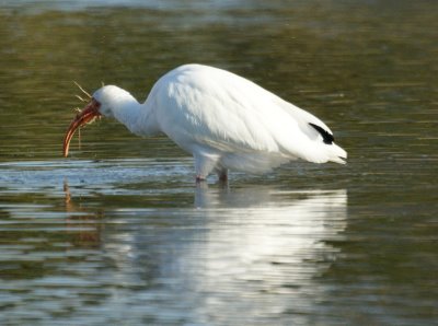 White Ibis with a crab