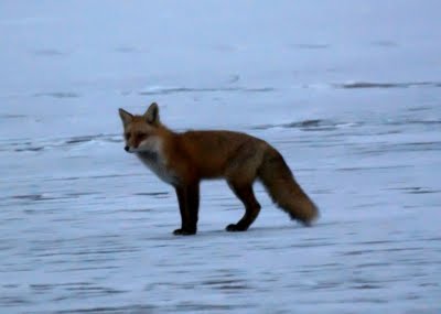 Red Fox 