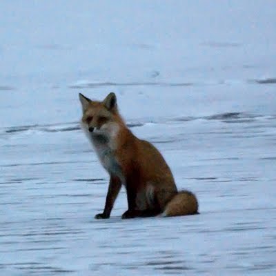 Red Fox 