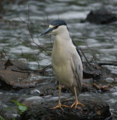 Night Heron