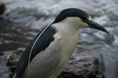 Black-crowned Night Heron