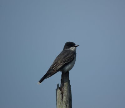 Eastern Kingbird 