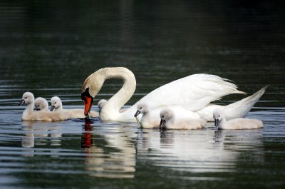 Mute Swans