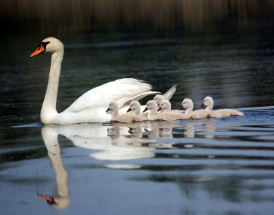  Baby Swans