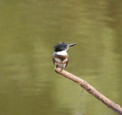 Belted Kingfisher,