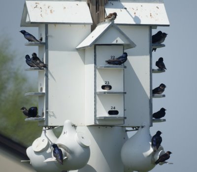 Purple Martin House