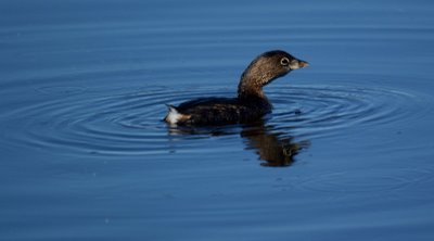 Pied-billed Grebe