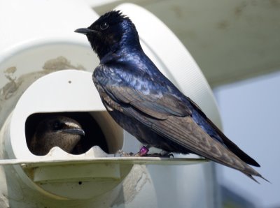 Purple Martins