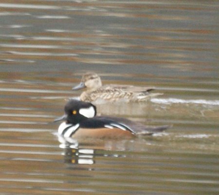 hooded merganser 