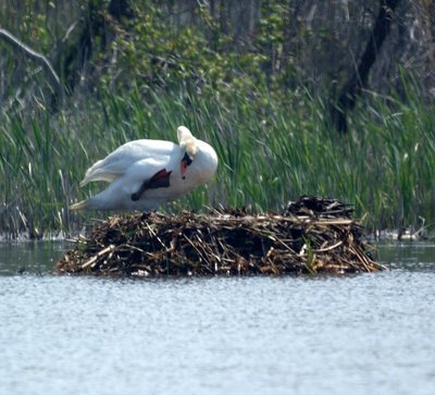 Swan Nest