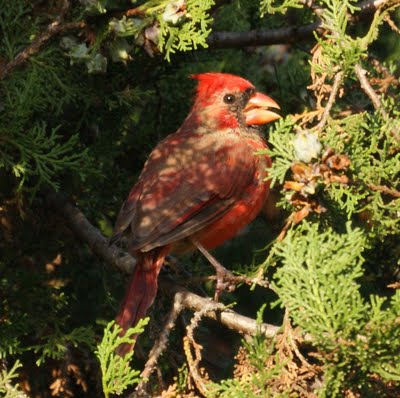 Cardinal