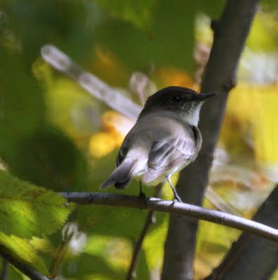 Least Flycatcher