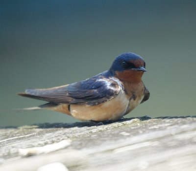 Barn Swallows