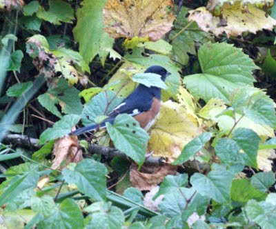 Eastern Towhee