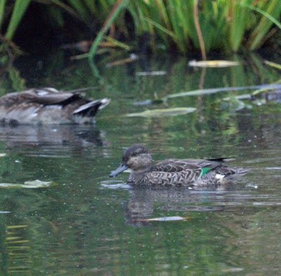 Green-winged Teal