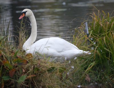 Mute Swan