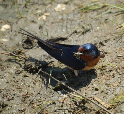 Barn Swallows