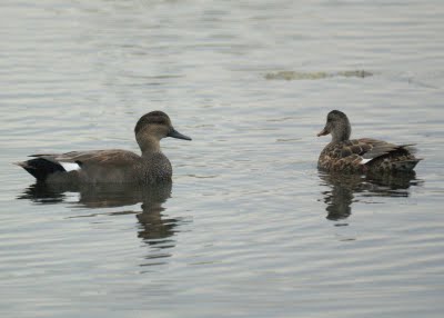 Gadwall