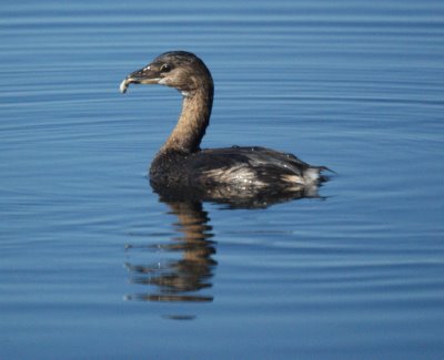 Pied-billed Grebe