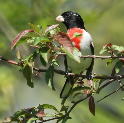 Rose Breasted Grosbeak