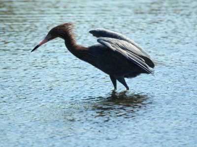 Reddish Egret