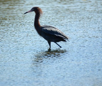 Reddish Egret