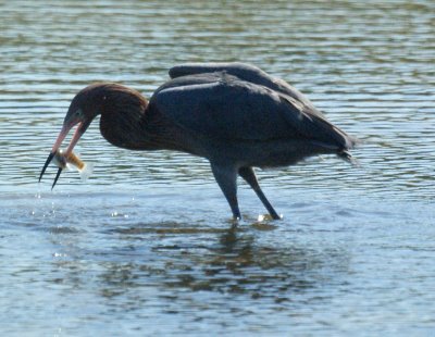 reddish egret