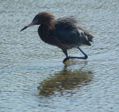 Reddish Egret