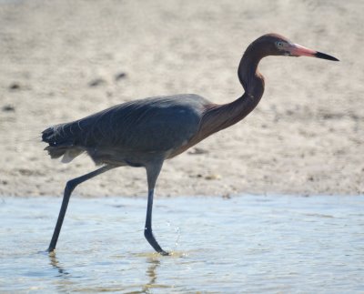 reddish egret