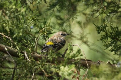 Yellow-Rumped Warbler