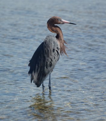 Reddish Egret