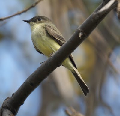 Eastern Phoebe