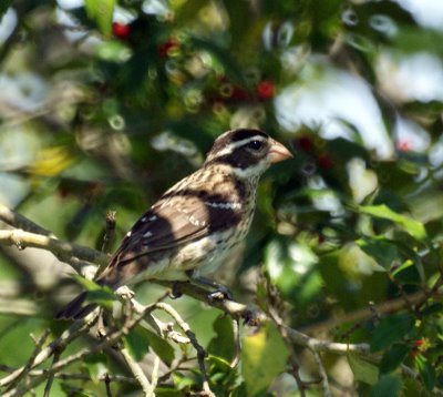 Female Rose-Breasted Grosbeak