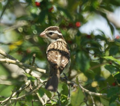 Female Rose Breasted Grosbeak