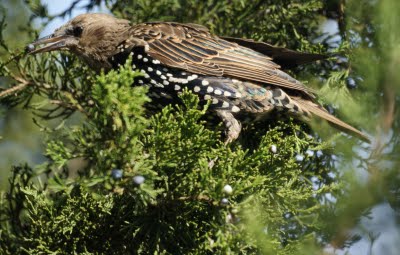 European Starling