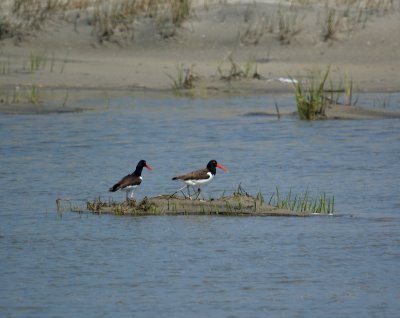 American Oystercatcher