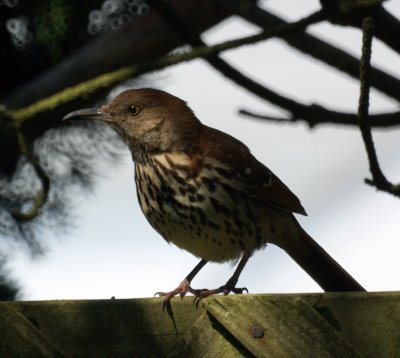 Brown Thrasher 