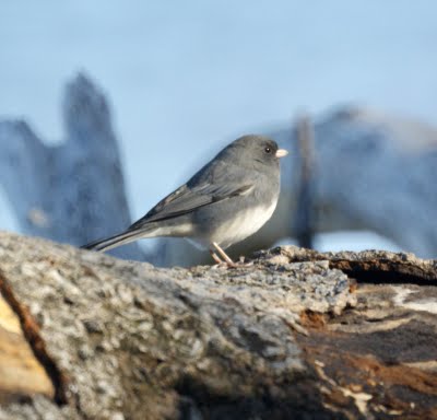 Dark-eyed Junco