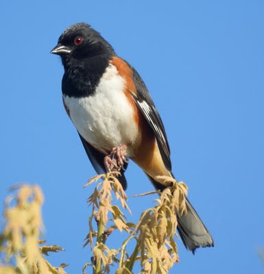 Eastern Towhee 