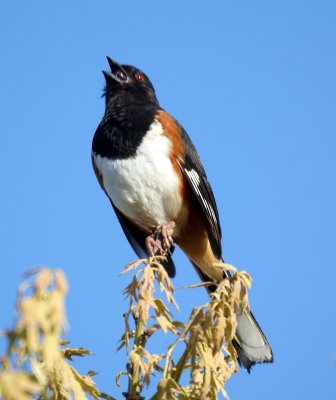 Towhee