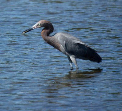 reddish egret