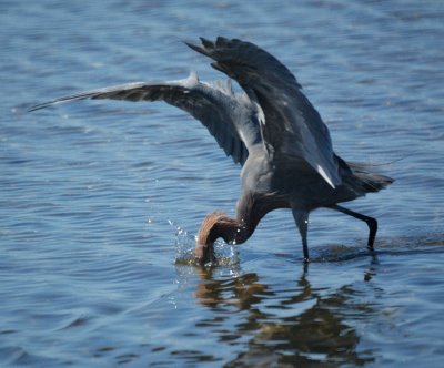 reddish egret