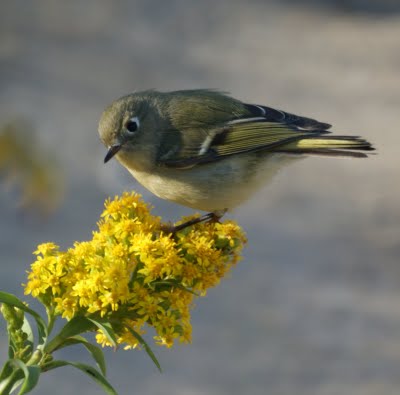 Ruby-Crowned Kinglet