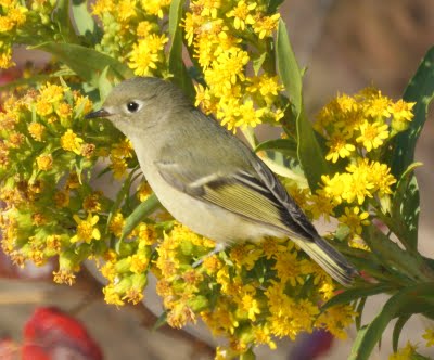 Ruby-Crowned Kinglet