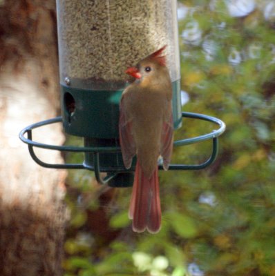 Female Cardinal