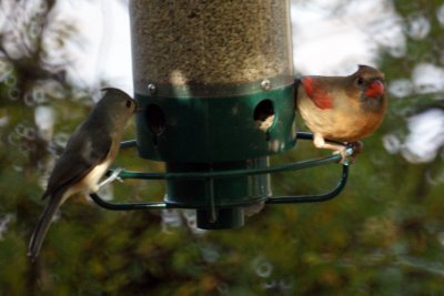 Cardinal and Tufted Titmouse