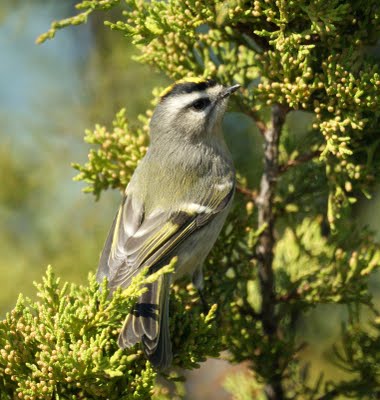 Gold-crowned kinglet